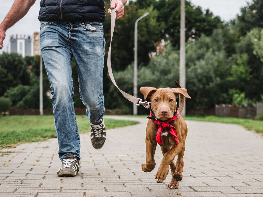 cute puppy on a morning run with his owner