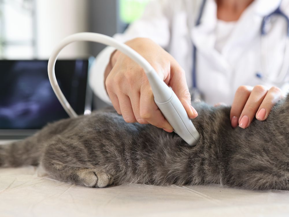 cat during an ultrasound exam