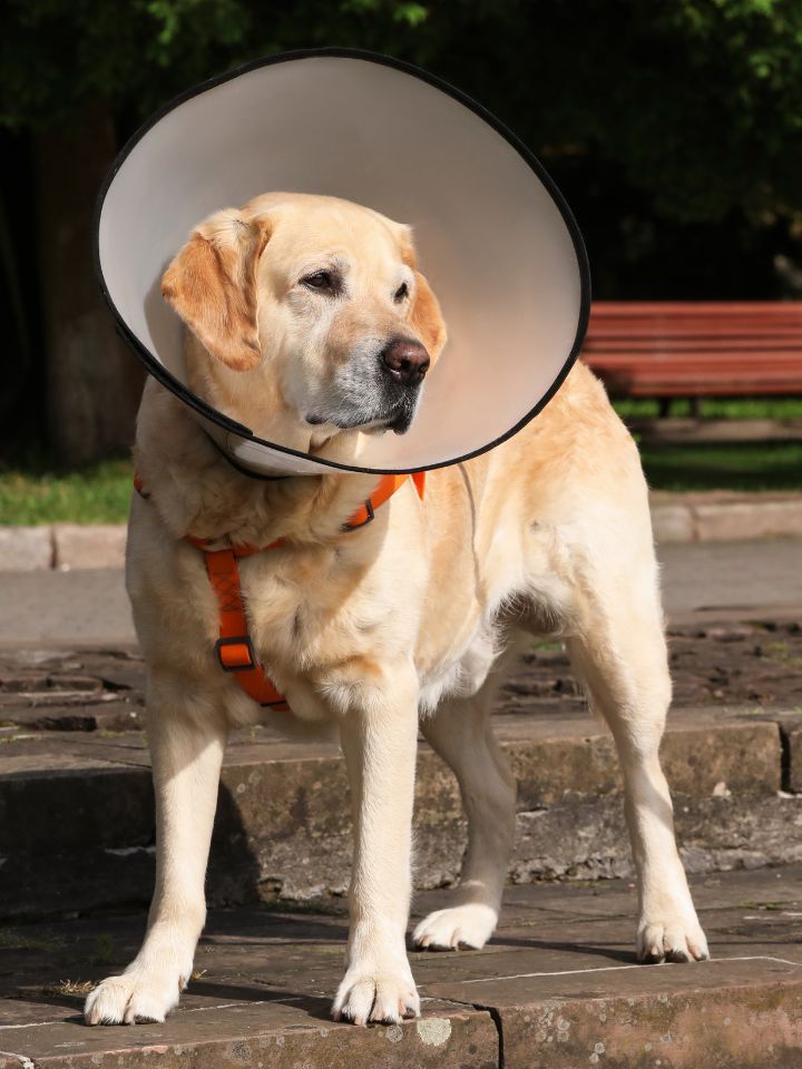 dog wearing surgery cone outside